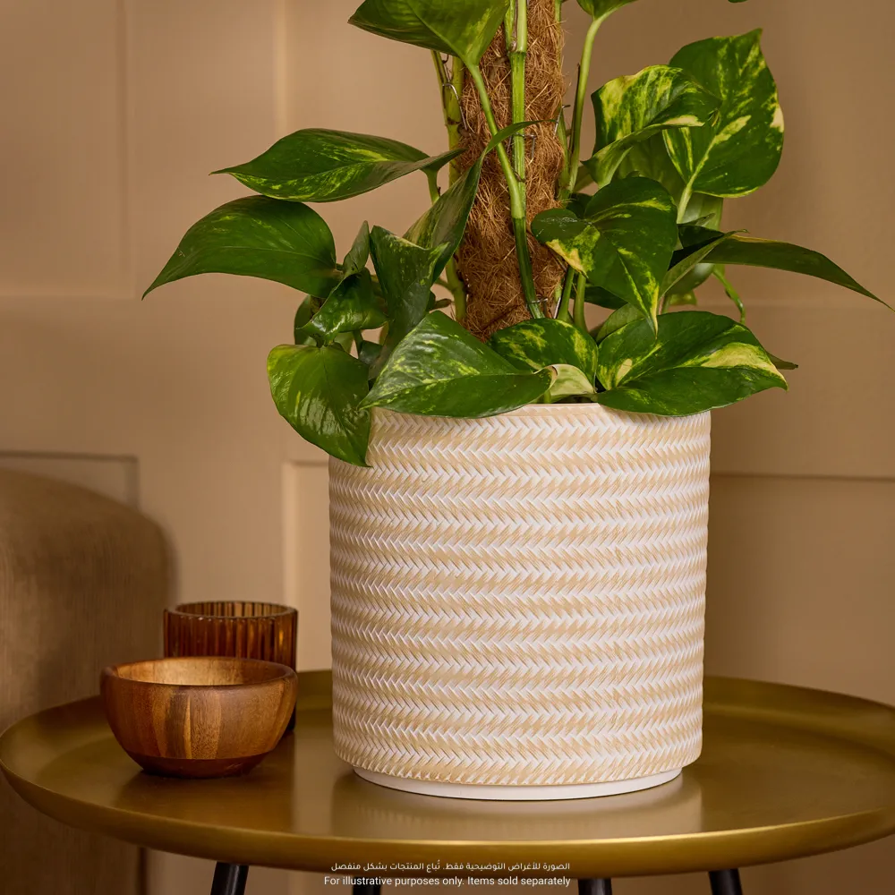 Verve Rattan Finish Cylinder Ceramic Pot (19 cm, Beige)