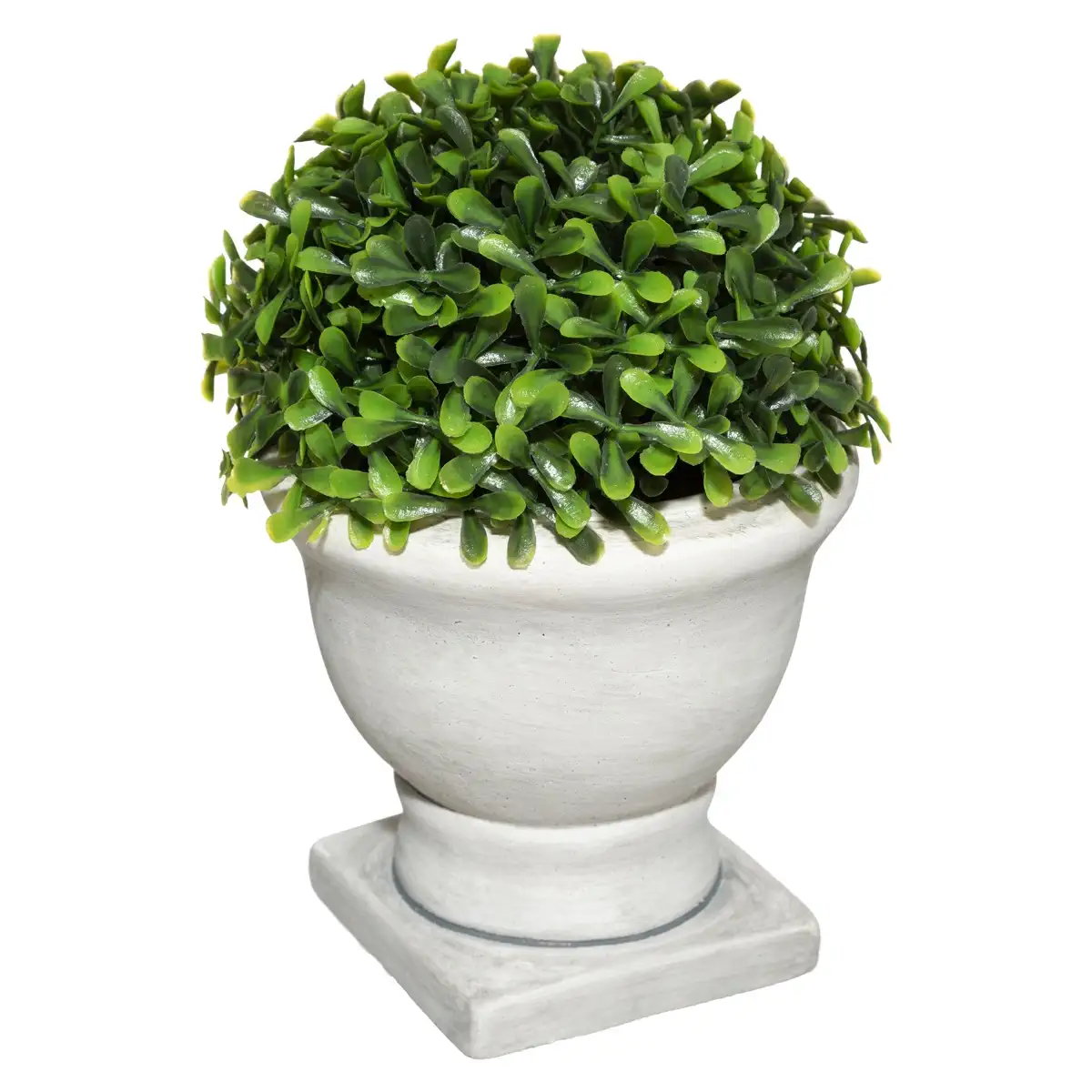 Romance Boxwood with Pot (Assorted Designs, H. 16 cm)