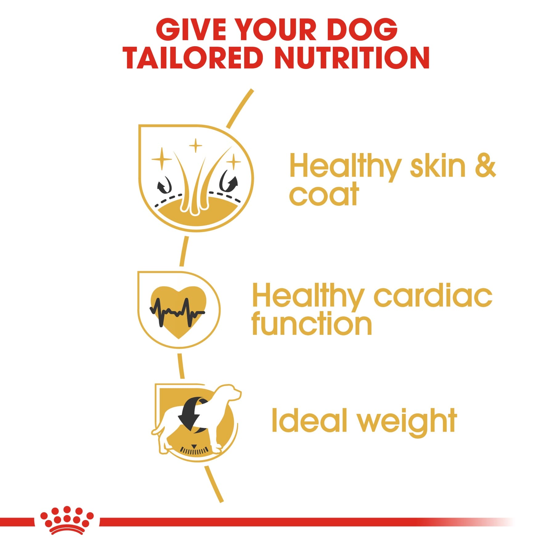Golden Retriever Breed Health Nutrition (12 kg)