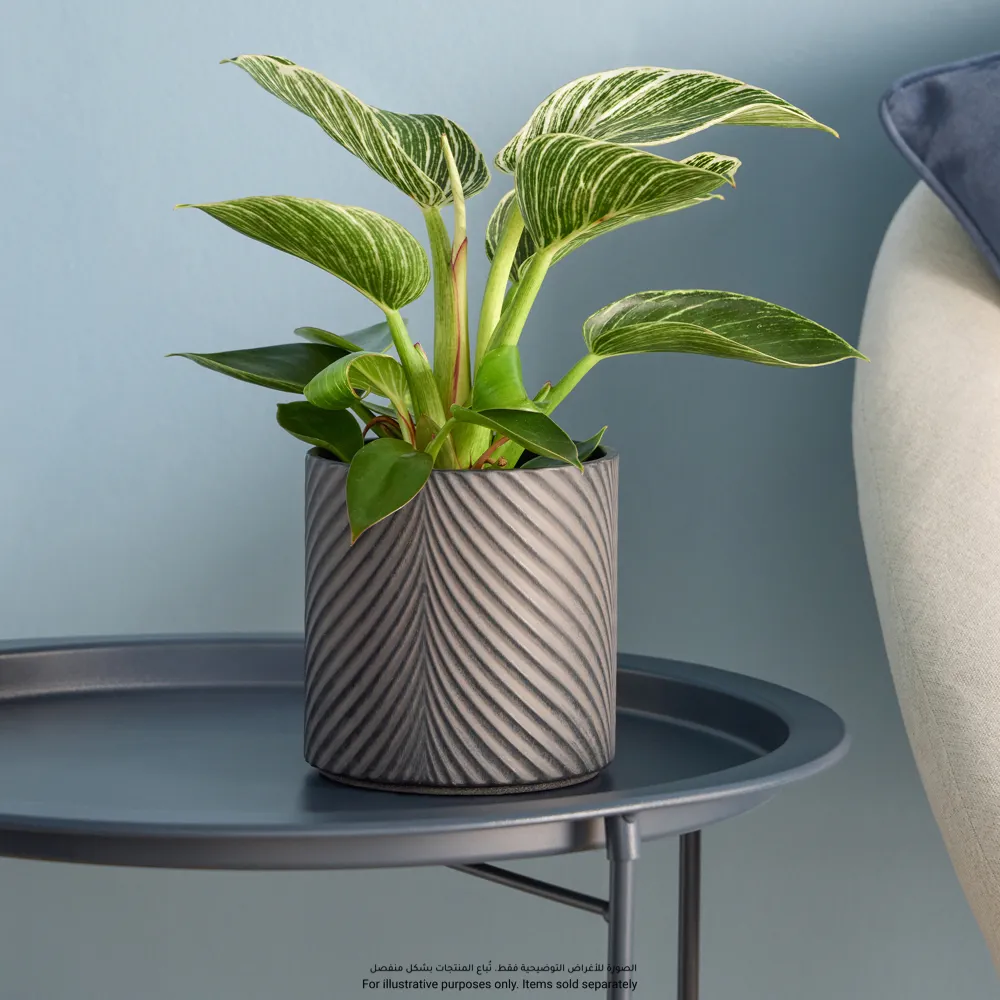 Verve Wave Pattern Ceramic Pot (13 cm, Black)