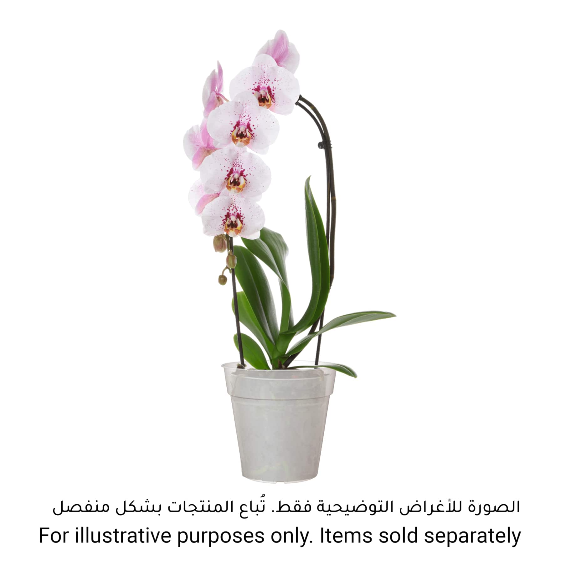 Artevasi Madagascar Plastic Orchid Pot (13 cm)
